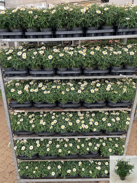 <h4>ARG MO DUPLO WHITE</h4>