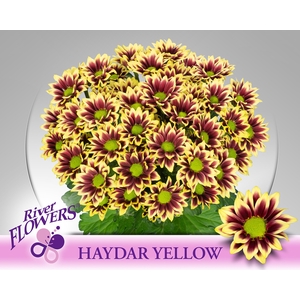 CHR T HAYDAR YELLOW