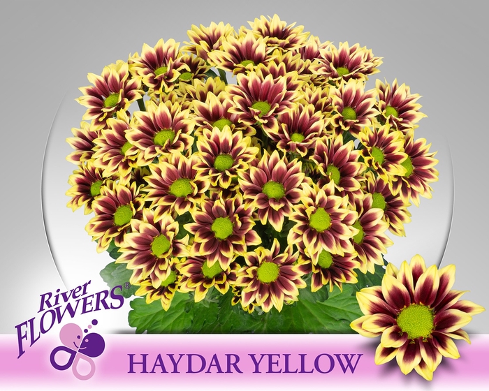 <h4>CHR T HAYDAR YELLOW</h4>