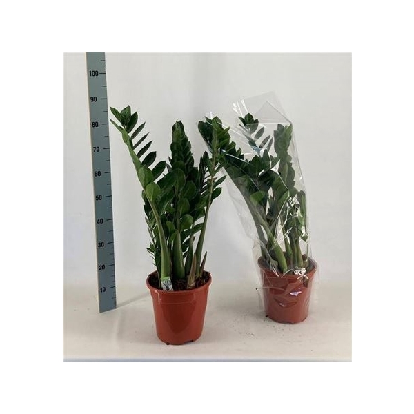 <h4>Zamio Zamiifolia 5+</h4>