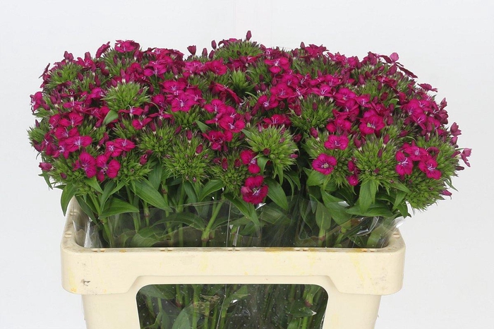 <h4>Dianthus Br Amazon Neon Cherry</h4>