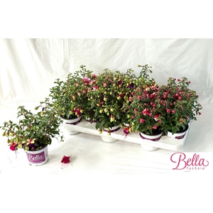 FUCHSIA B F GEM