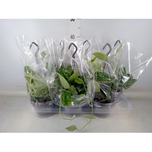 Scindapsus pictus 'Argyraeus'