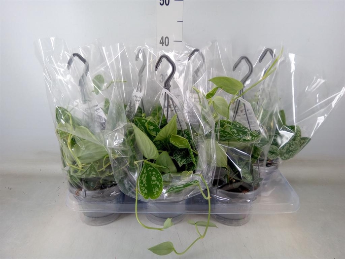 <h4>Scindapsus pictus 'Argyraeus'</h4>