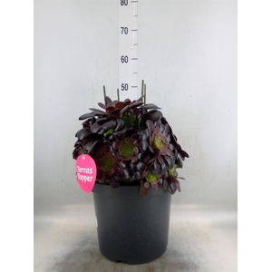 Aeonium arboreum 'Velours'