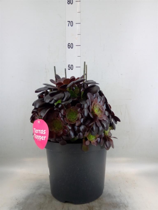 <h4>Aeonium arboreum 'Velours'</h4>
