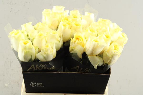 <h4>R Gr Buttercup L40</h4>