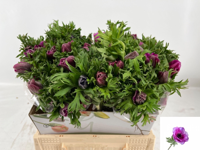 <h4>ANEM CO MAR ORCHID</h4>