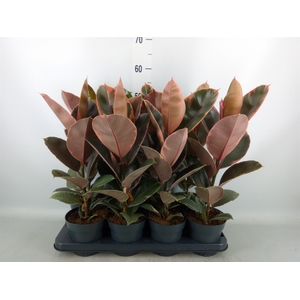 Ficus elastica 'Belize'