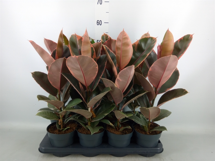 <h4>Ficus elastica 'Belize'</h4>
