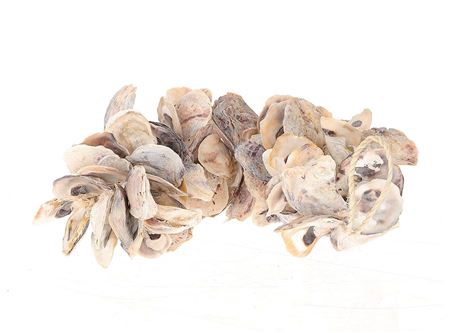 Garland Shell Oyster Talaba L9W9H40