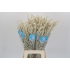 Amaranthus Yearming Desert