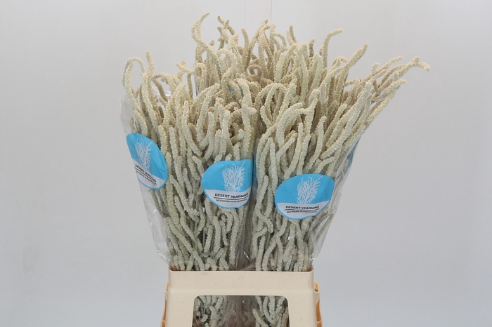 <h4>Amaranthus Yearming Desert</h4>