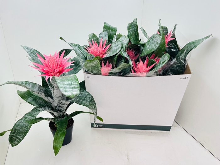 <h4>AECH FAS PRIMERA</h4>