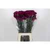 Dianthus St Purple Damascus