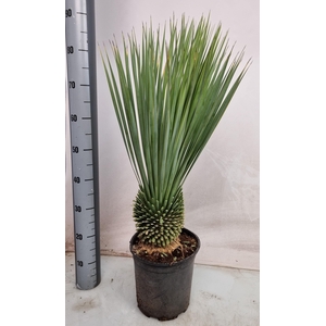 YUC ROSTRATA