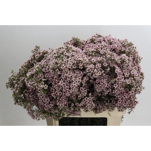 Chamelaucium Jupiter Solar