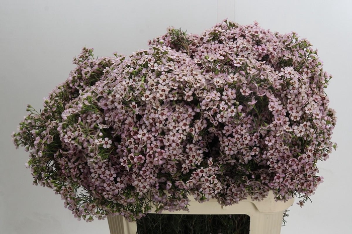 <h4>Chamelaucium Jupiter Solar</h4>