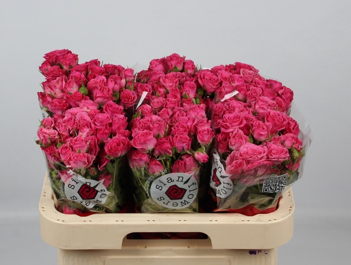 <h4>R TR LIANNE</h4>