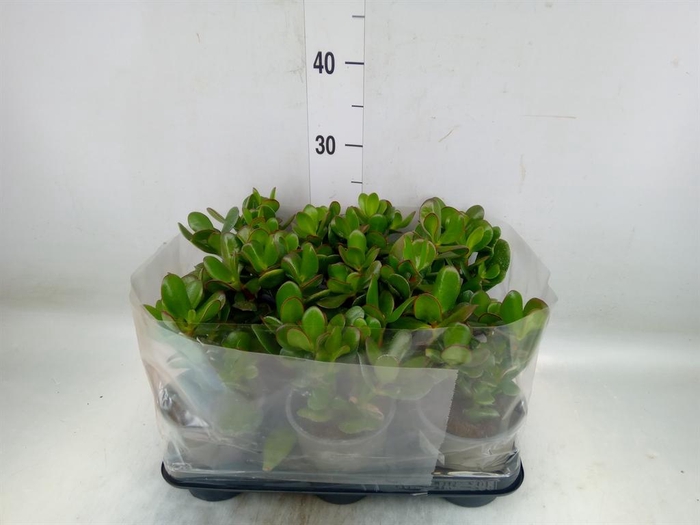 <h4>Crassula ovata</h4>