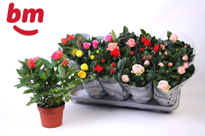 <h4>RO B MONDE GEM</h4>