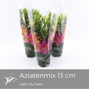 Lilium Lady Lily Tiny mix (az. lelie)