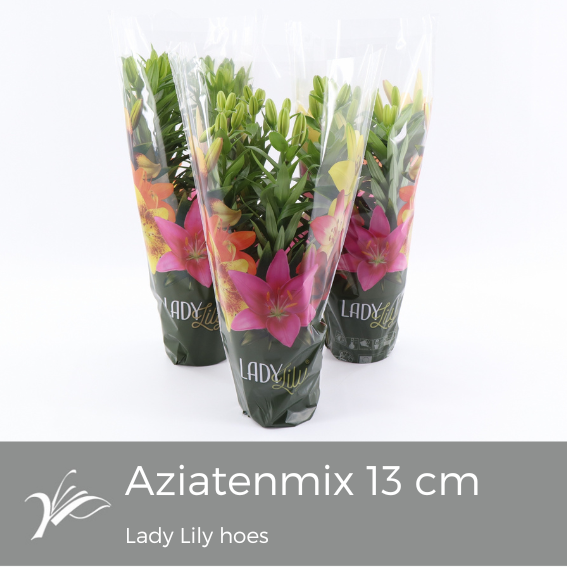 <h4>Lilium Lady Lily Tiny mix (az. lelie)</h4>