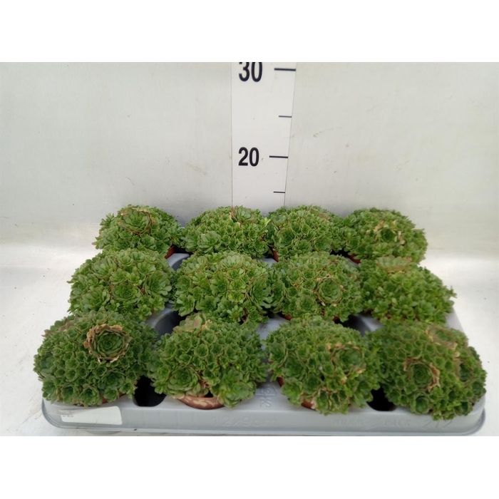 <h4>Succulents   ...</h4>