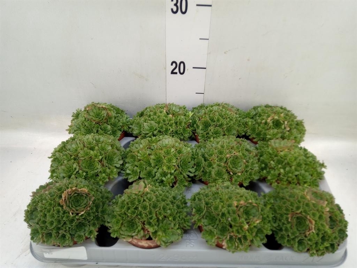 <h4>Succulents   ...</h4>