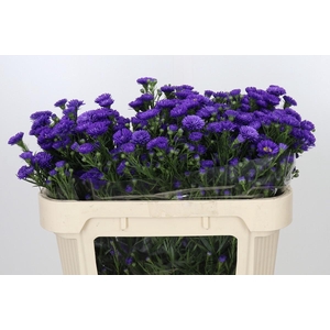 Aster Astee Dark Milka