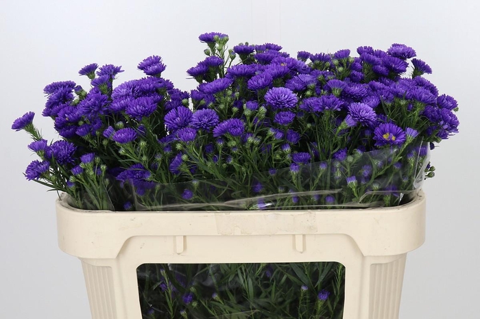 <h4>Aster Astee Dark Milka</h4>