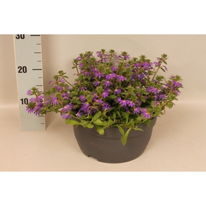 Schaal 26 Scaevola Blue