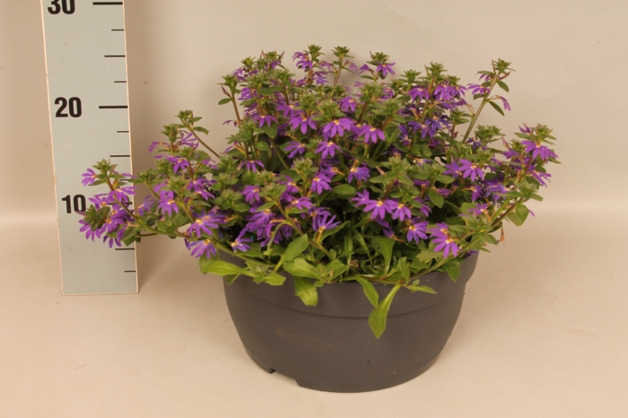 <h4>Schaal 26 Scaevola Blue</h4>