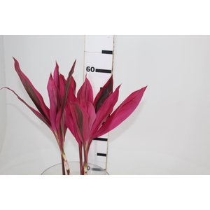 FOLHAGEM DRACENA BABY PINK