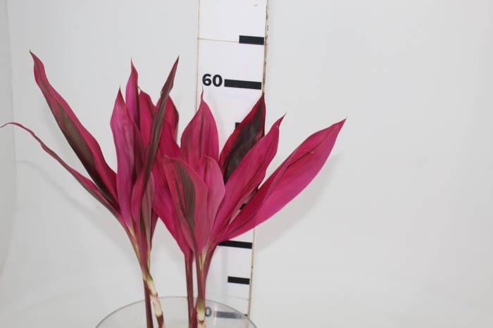 <h4>FOLHAGEM DRACENA BABY PINK</h4>