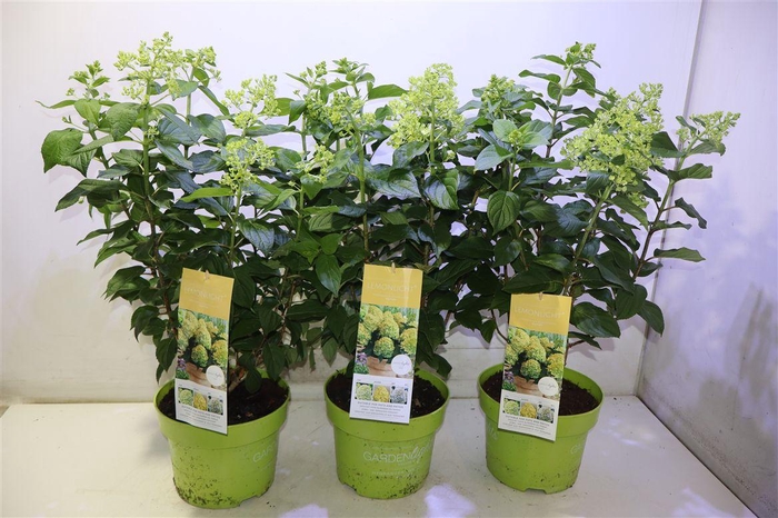<h4>Hydr Paniculata Lemon Light</h4>