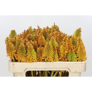 Kniphofia Eycone Peach