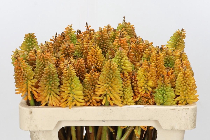 <h4>Kniphofia Eycone Peach</h4>