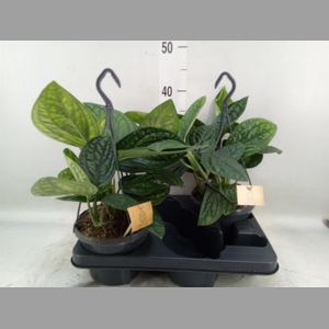 Epipremnum pinn. 'Marble Planet'