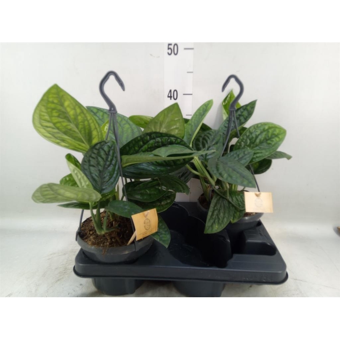 <h4>Epipremnum pinn. 'Marble Planet'</h4>
