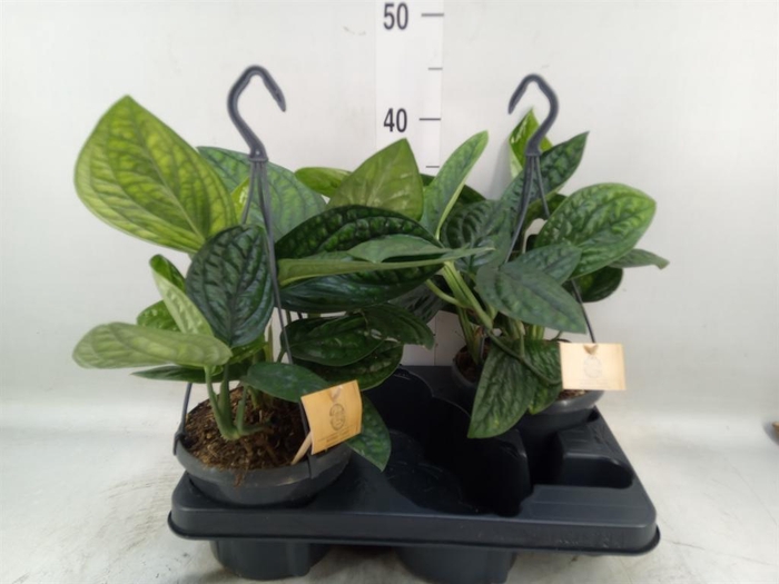 <h4>Epipremnum pinn. 'Marble Planet'</h4>