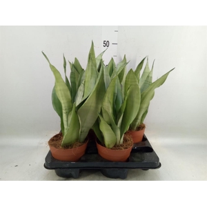 Sansevieria trifa. 'Moonshine'