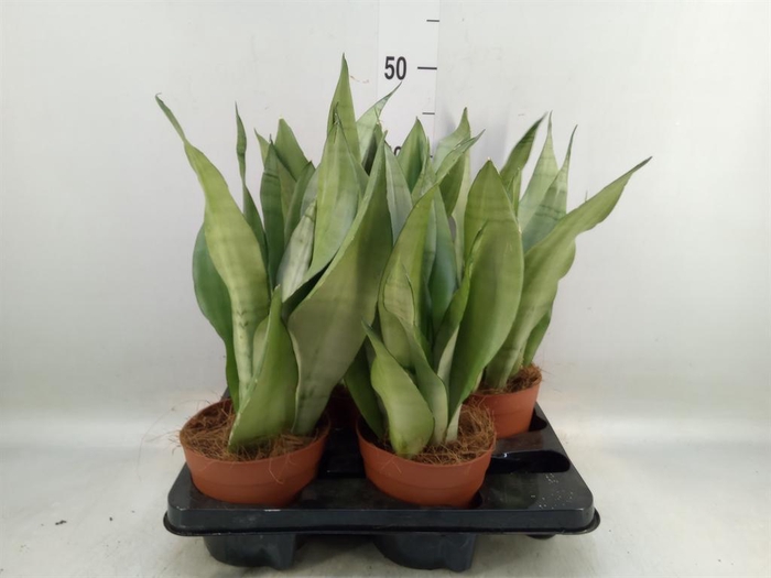 <h4>Sansevieria trifa. 'Moonshine'</h4>