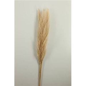 Dried Cortaderia Naturel Super P Stem