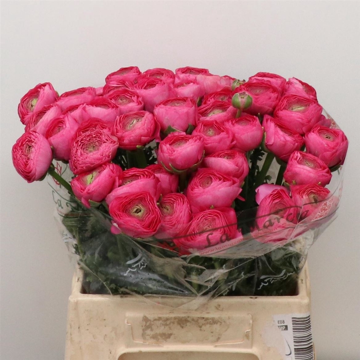 <h4>Ran Su Bolero Cerise Extra (fr)</h4>