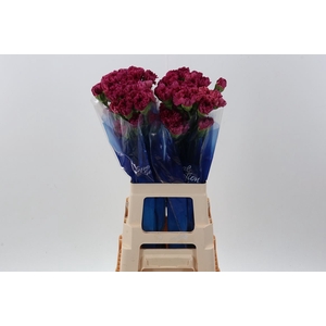 Dianthus ST 'Bernard'