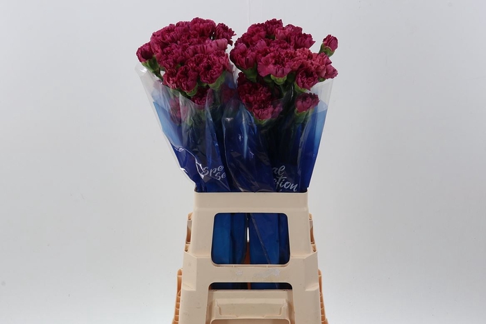 <h4>Dianthus ST 'Bernard'</h4>