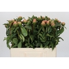 Paeonia Jacorma