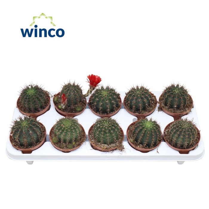 <h4>Echinopsis Aurea</h4>