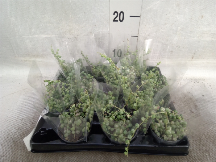 <h4>Senecio rowleyanus</h4>